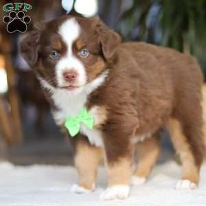 Roo, Miniature Australian Shepherd Puppy